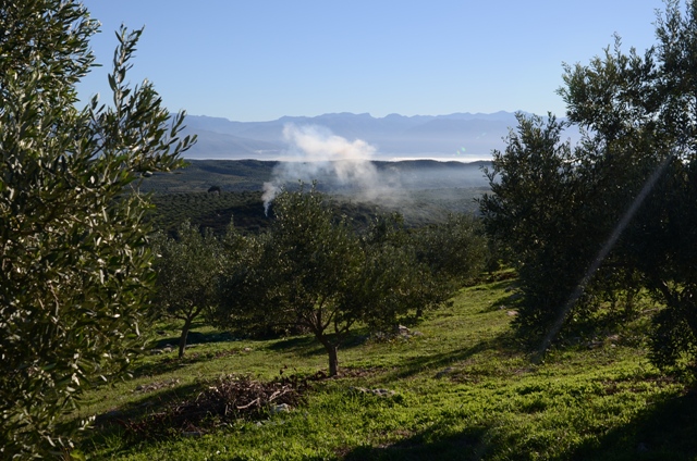 Вид на горы Спарты прямо из плантаций Olivi